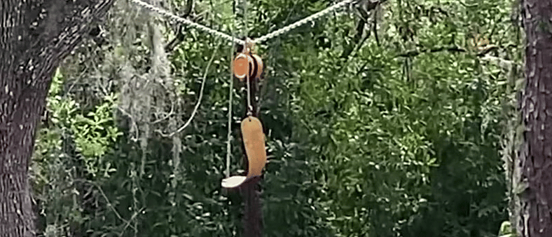 Florida Man Hangs Two Dogs From a Tree and Claims It Was an Accident — Public Demands Justice